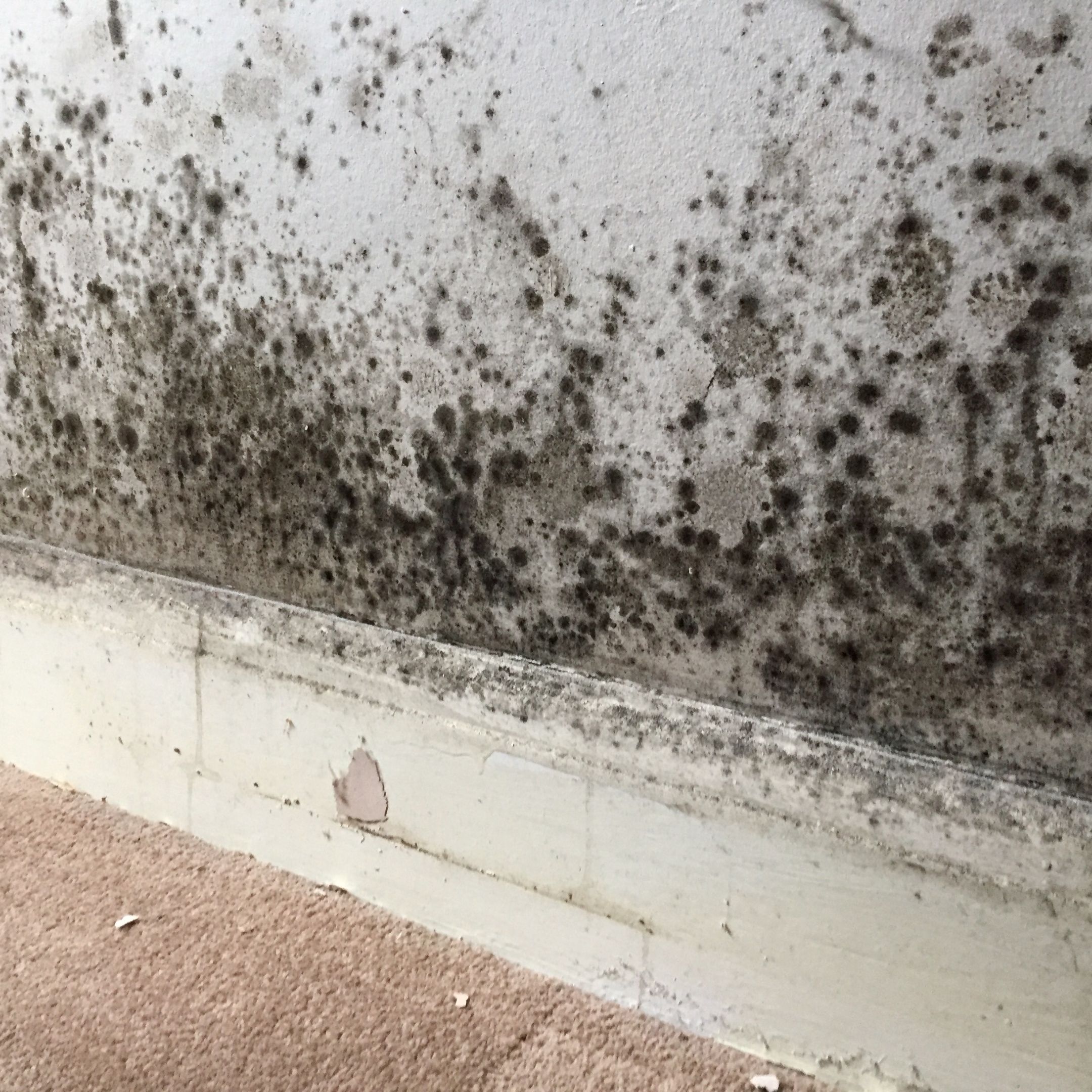 Black mould on wall and skirting board requiring removal