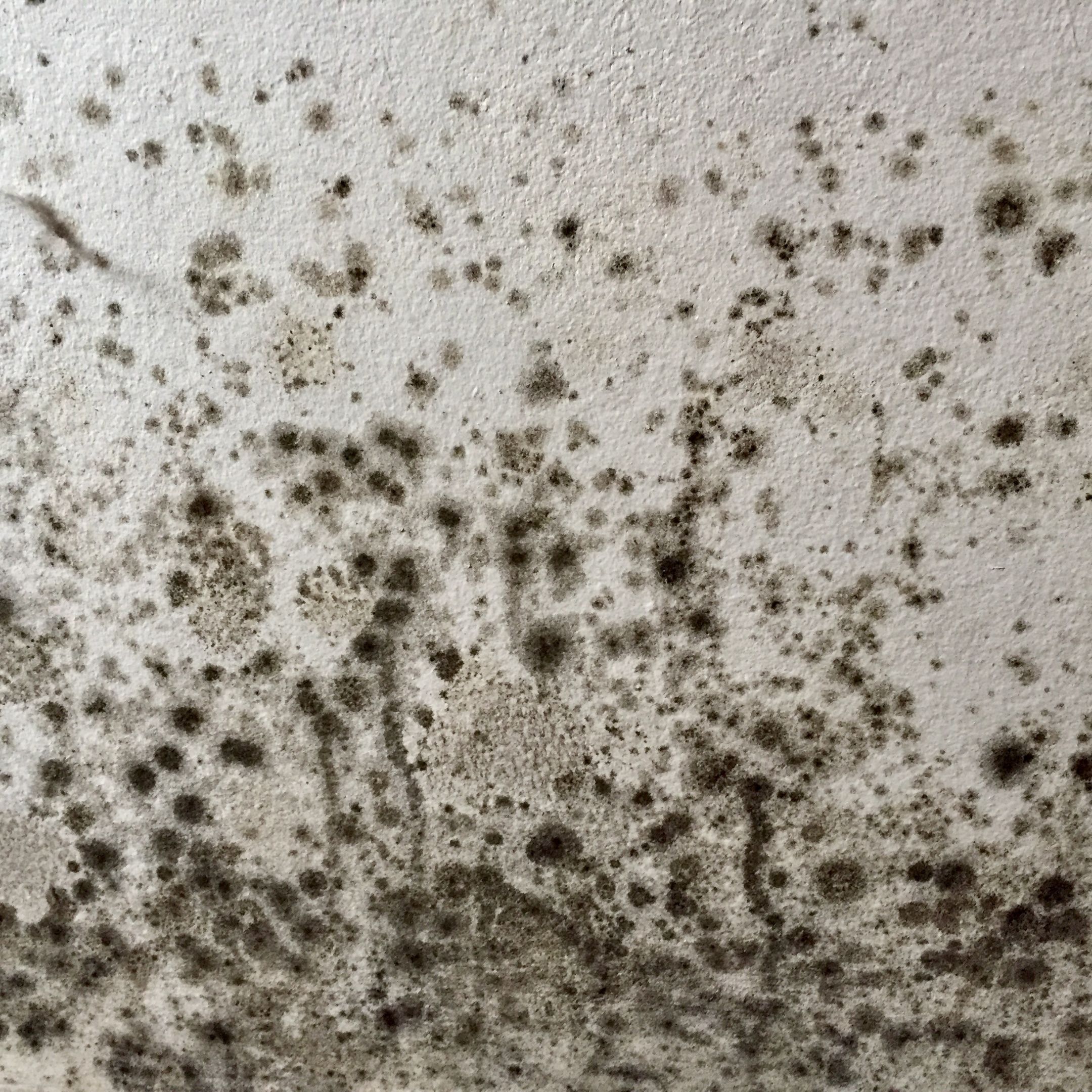 Black mould spots on a ceiling requiring investigation and removal